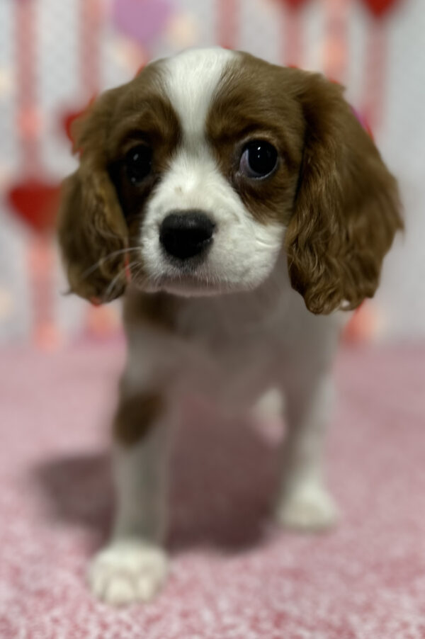 Male Cavalier King Charles Puppy - Hudson