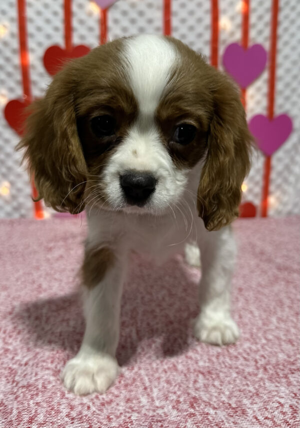Male Cavalier King Charles Puppy - Hudson