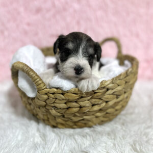Female Miniature Schnauzer Puppy - Missy