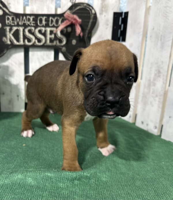 Fawn Male Boxer Puppy - Tazz
