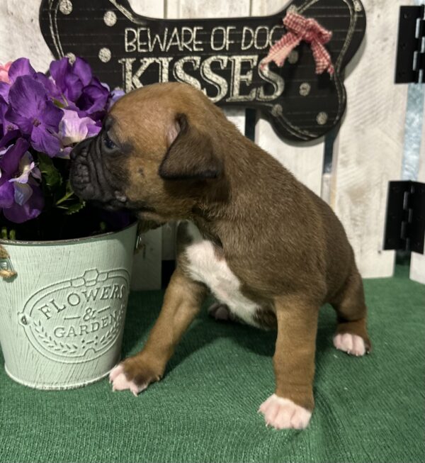 Fawn Male Boxer Puppy - Tazz