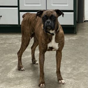Female Adult Boxer Lily