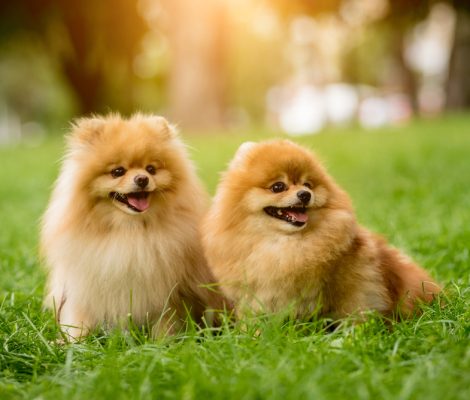 Portrait,Of,Cute,Two,Pomeranian,Dogs,At,The,Park.