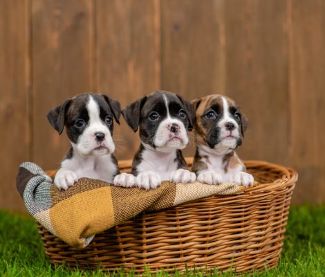 Young,German,Boxers,Puppy,Sit,Inside,Basket,On,Green,Summer